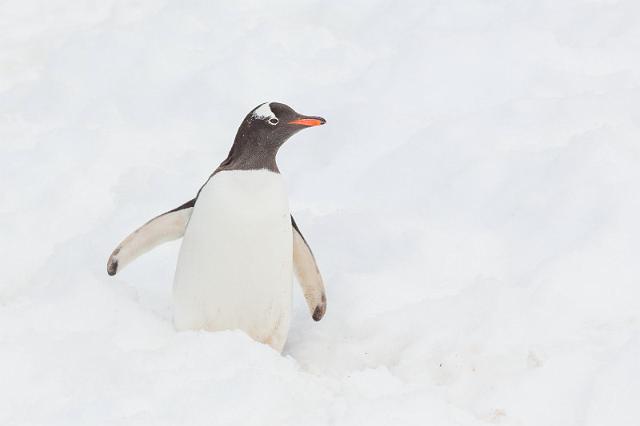 108 Antarctica, Petermann Island, ezelspinguin.jpg